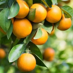 Chislett Navel Orange Grafted Healthy Fruit Plant