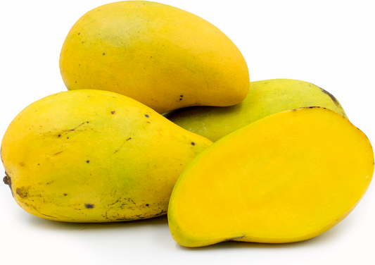Choc Anon Mango Aam Grafted Healthy Fruit Plant