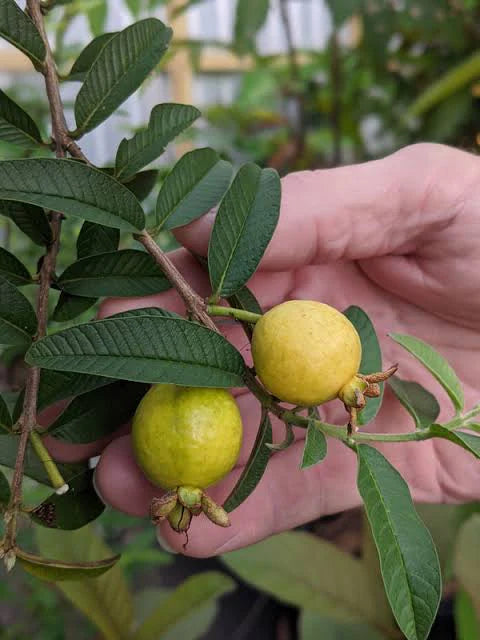 Chok Anan Guava Air Layered Healthy Fruit Plant