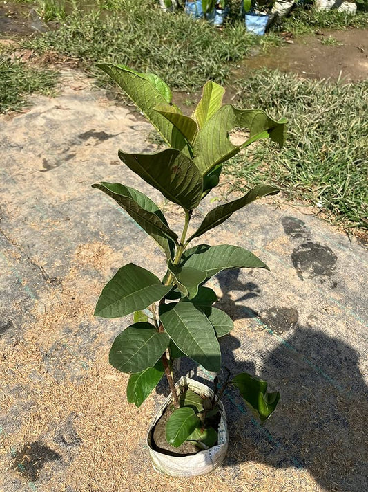 Chok Anan Guava Air Layered Healthy Fruit Plant