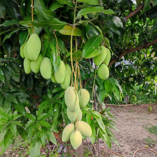 Chok Anan Mango Aam Grafted Healthy Fruit Plant