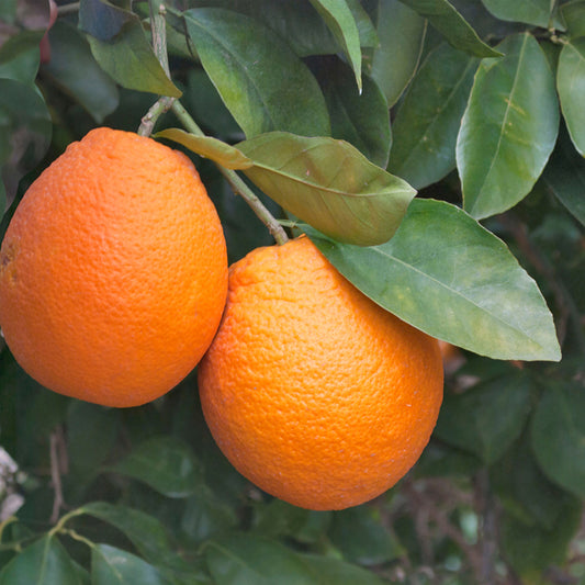 Citrus Charm Orange Grafted Healthy Fruit Plant
