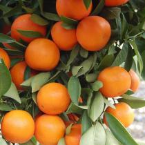 Citrus Crown Sweet Orange Grafted Healthy Fruit Plant