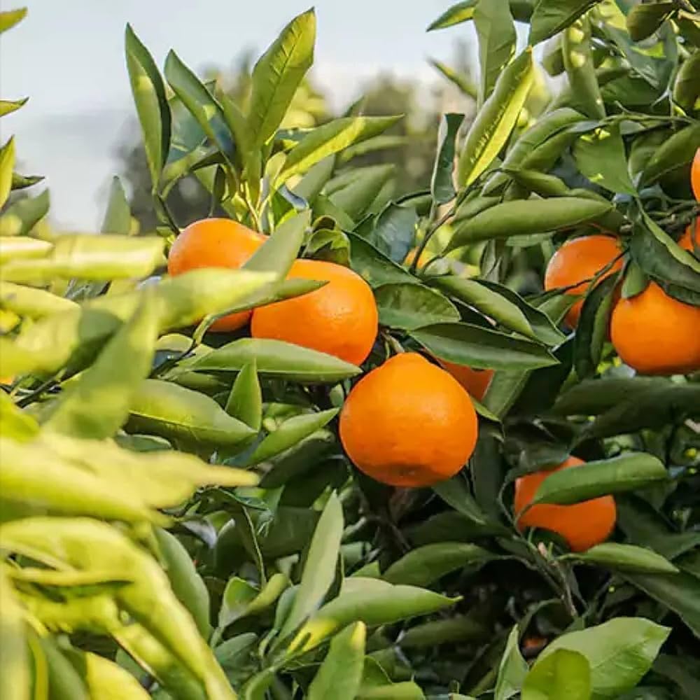 Citrus Estate Elite Orange Grafted Healthy Fruit Plant