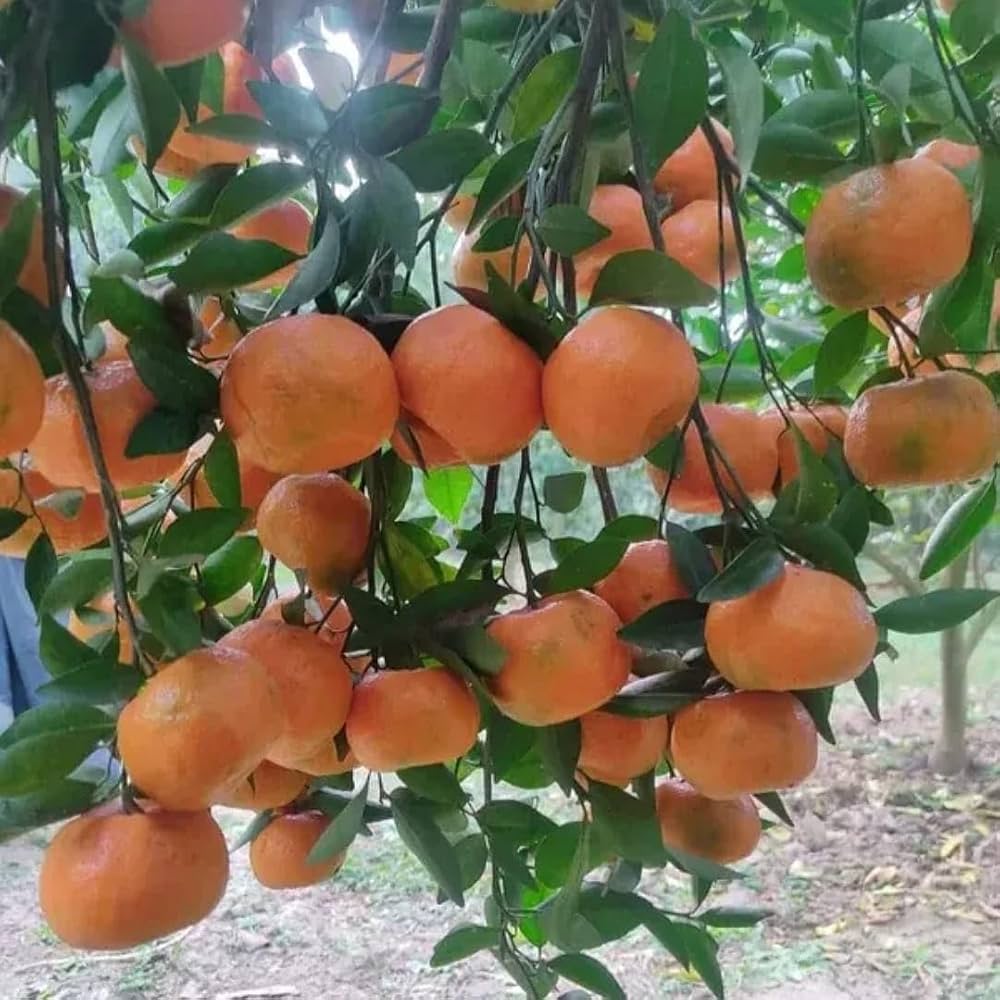 Citrus Farm Sweet Orange Grafted Healthy Fruit Plant