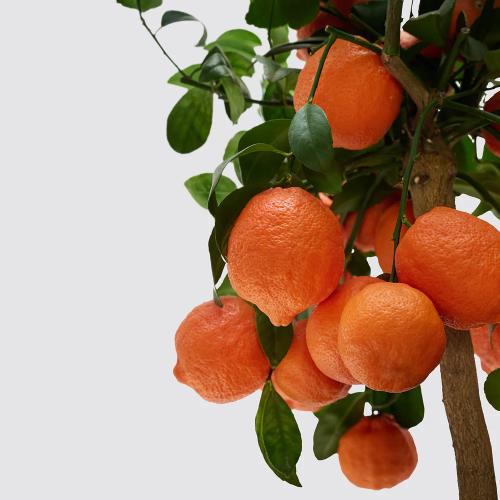 Citrus Farm Sweet Orange Grafted Healthy Fruit Plant
