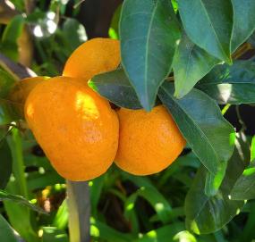 Citrus Golden Monarch Orange Grafted Healthy Fruit Plant