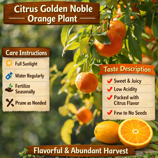 Citrus Golden Noble Orange Grafted Healthy Fruit Plant