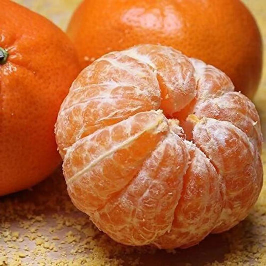 Citrus Golden Star Orange Grafted Healthy Fruit Plant