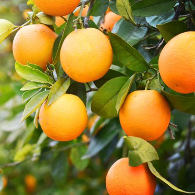 Citrus Grand Sweet Orange Grafted Healthy Fruit Plant