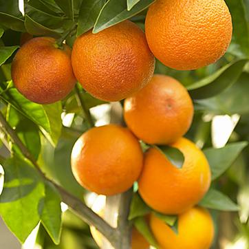 Citrus Grand Sweet Orange Grafted Healthy Fruit Plant