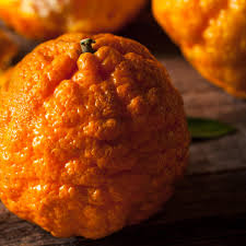 Citrus Harmony Gold Orange Grafted Healthy Fruit Plant
