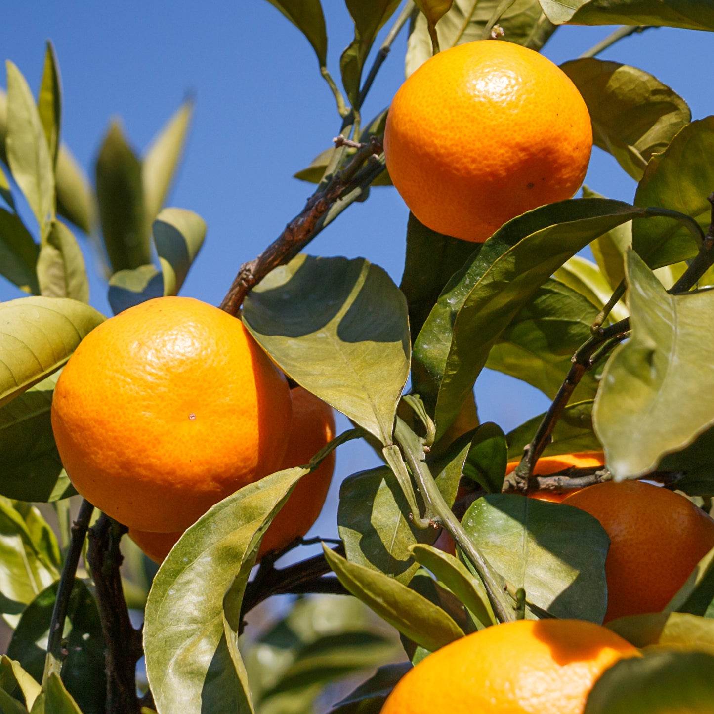 Citrus Harmony Mandarin Orange Grafted Healthy Fruit Plant