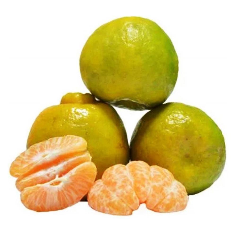 Citrus Harvest Sweet Orange Grafted Healthy Fruit Plant