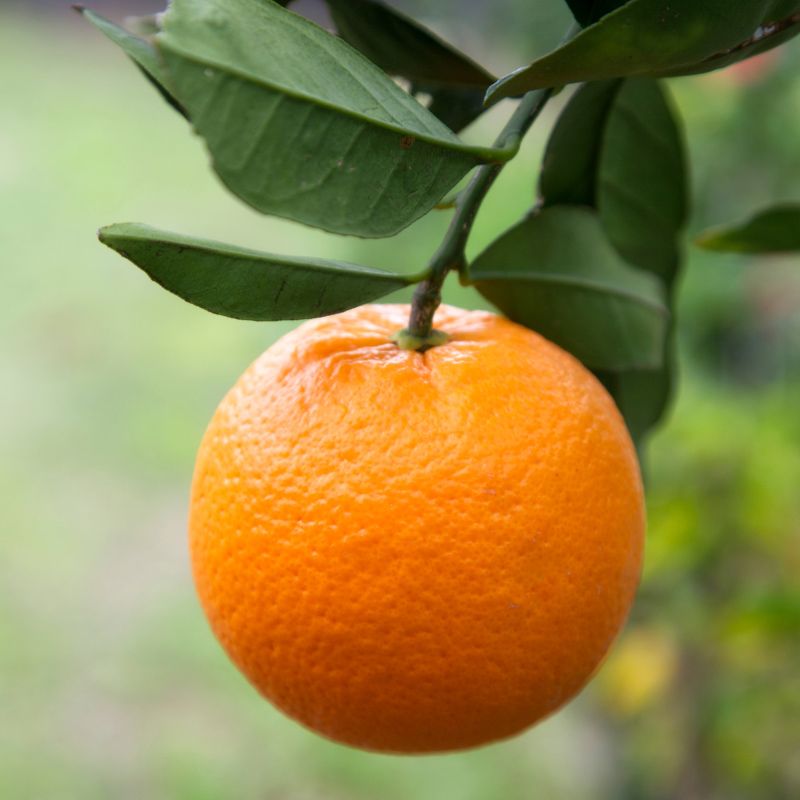 Citrus Heritage Sweet Orange Grafted Healthy Fruit Plant