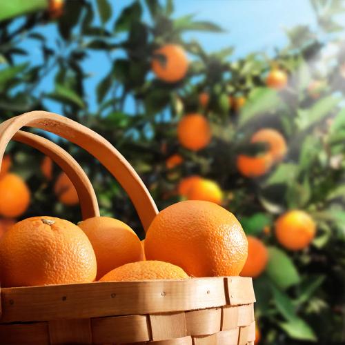 Citrus Heritage Sweet Orange Grafted Healthy Fruit Plant