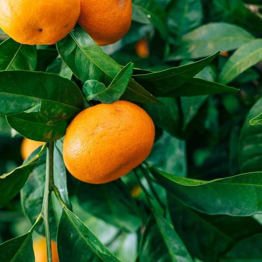 Citrus Imperial Gold Orange Grafted Healthy Fruit Plant