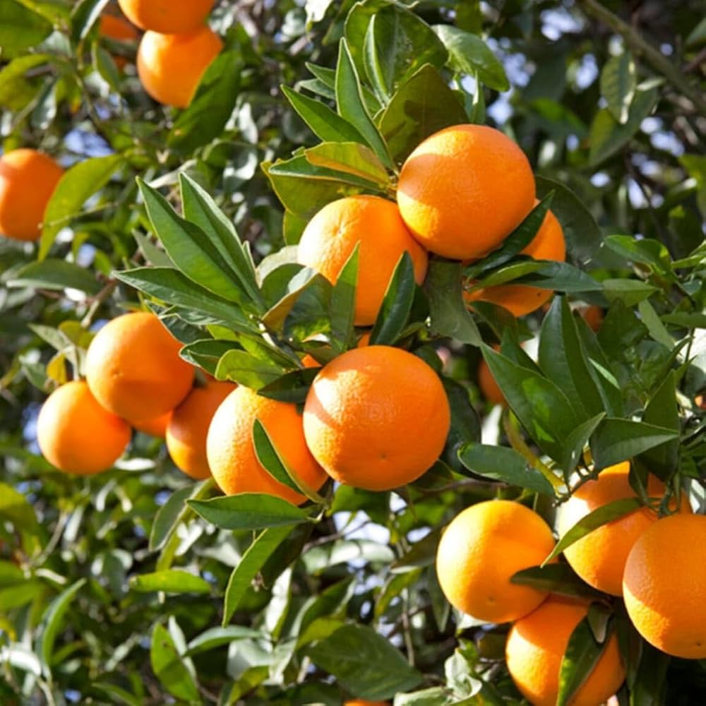 Citrus Island Elite Orange Grafted Healthy Fruit Plant