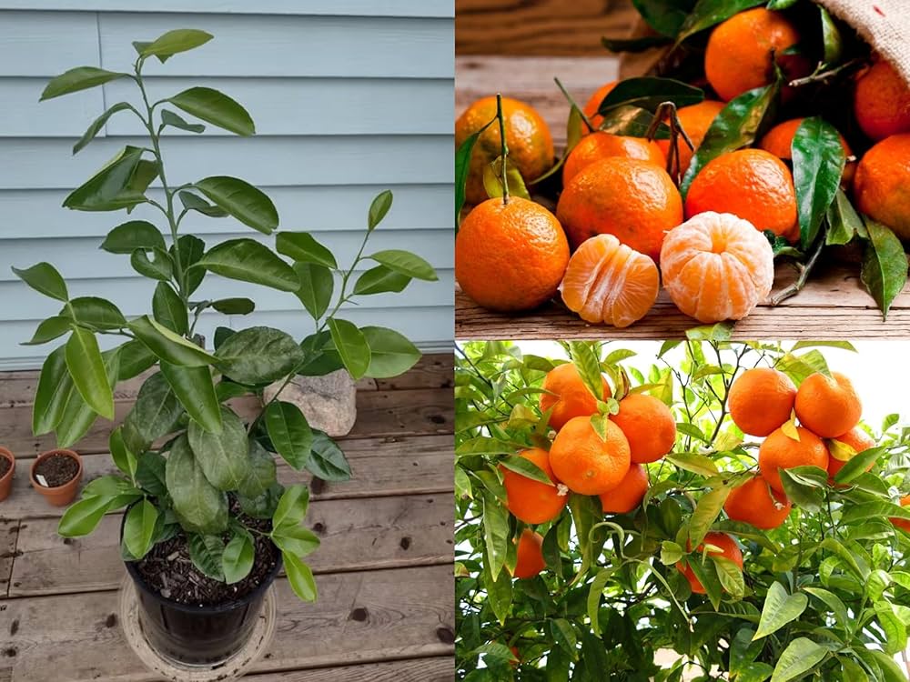 Citrus King Mandarin Orange Grafted Healthy Fruit Plant