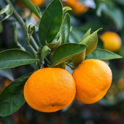 Citrus Legacy Sweet Orange Grafted Healthy Fruit Plant