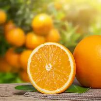 Citrus Morning Sweet Orange Grafted Healthy Fruit Plant