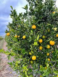 Citrus Noble Gold Orange Grafted Healthy Fruit Plant