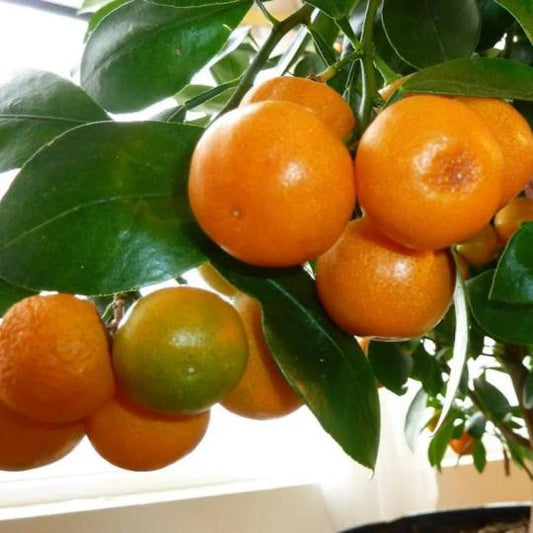 Citrus Noble Mandarin Orange Grafted Healthy Fruit Plant