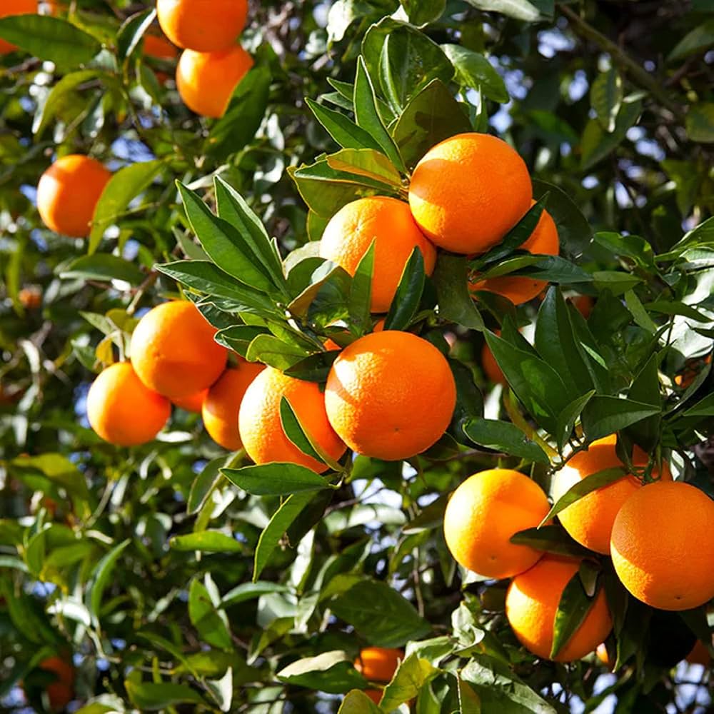 Citrus Noble Sweet Orange Grafted Healthy Fruit Plant