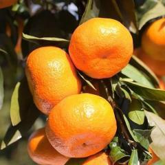 Citrus Ocean Elite Orange Grafted Healthy Fruit Plant