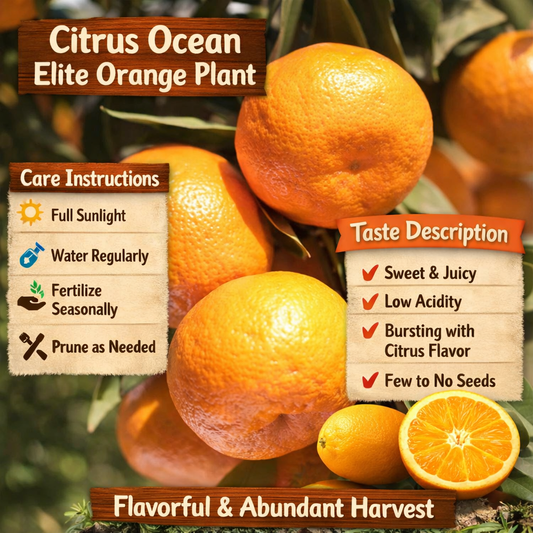 Citrus Ocean Elite Orange Grafted Healthy Fruit Plant