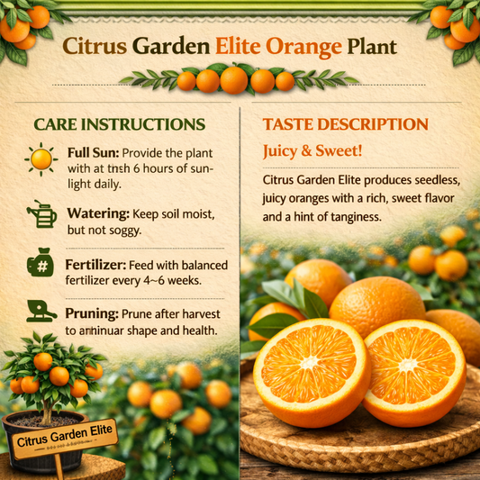 Citrus Orchard Elite Orange Grafted Healthy Fruit Plant