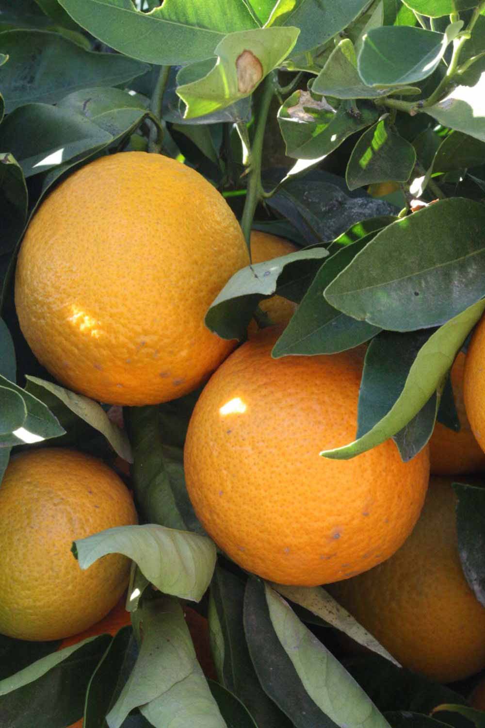 Citrus Pearl Orange Grafted Healthy Fruit Plant