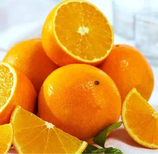 Citrus Pearl Prime Orange Grafted Healthy Fruit Plant