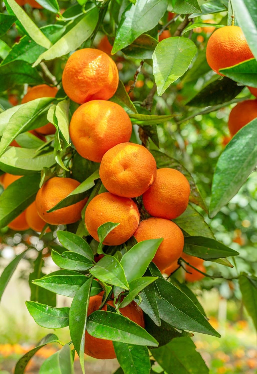 Citrus Golden Crown Orange Grafted Healthy Fruit Plant