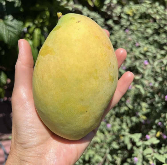 Coconut Cream Mango Aam Grafted Healthy Fruit Plant