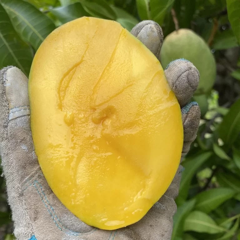 Coconut Cream Mango Aam Grafted Healthy Fruit Plant