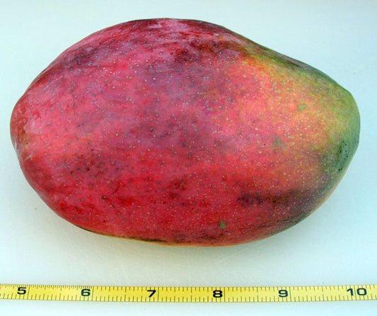 Cogshall Mango Aam Grafted Healthy Fruit Plant