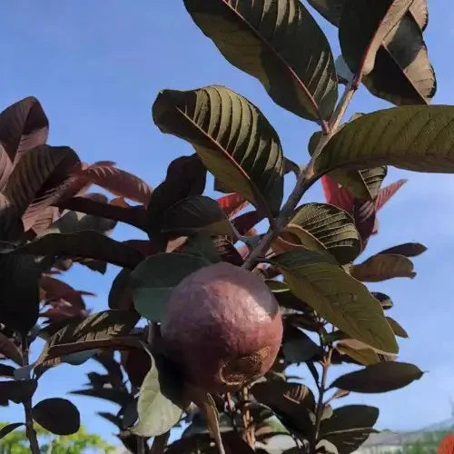Colima Roja Guava Air Layered Healthy Fruit Plant