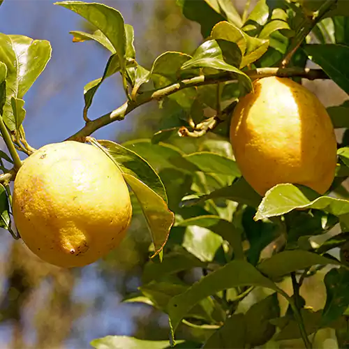 Coorg Lemon Plant Live Nimbu Tree Kagzi Lemon Citrus Limon Fruit Plant