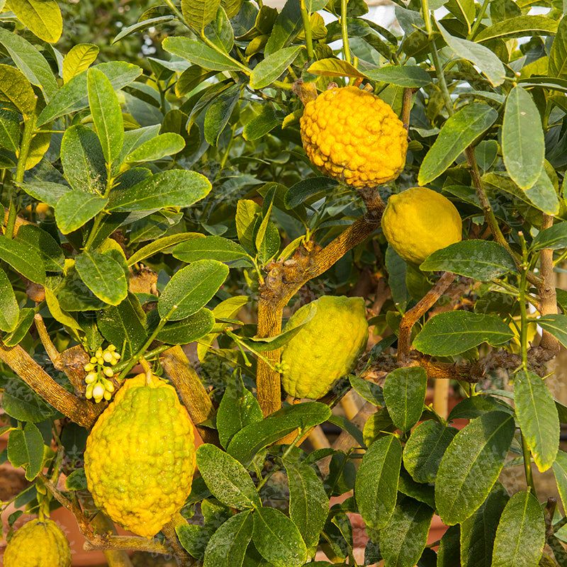 Corsican Citron Plant Live Nimbu Tree Kagzi Lemon Citrus Limon Fruit Plant