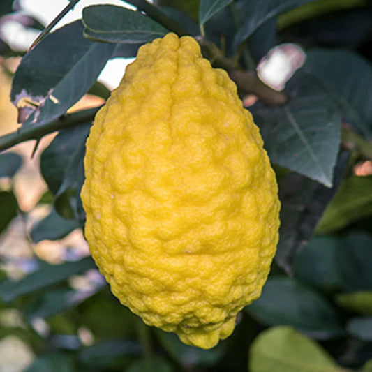 Corsican Citron Plant Live Nimbu Tree Kagzi Lemon Citrus Limon Fruit Plant