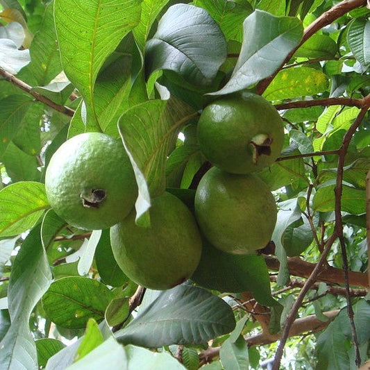 Cortibel 4 Guava Air Layered Healthy Fruit Plant