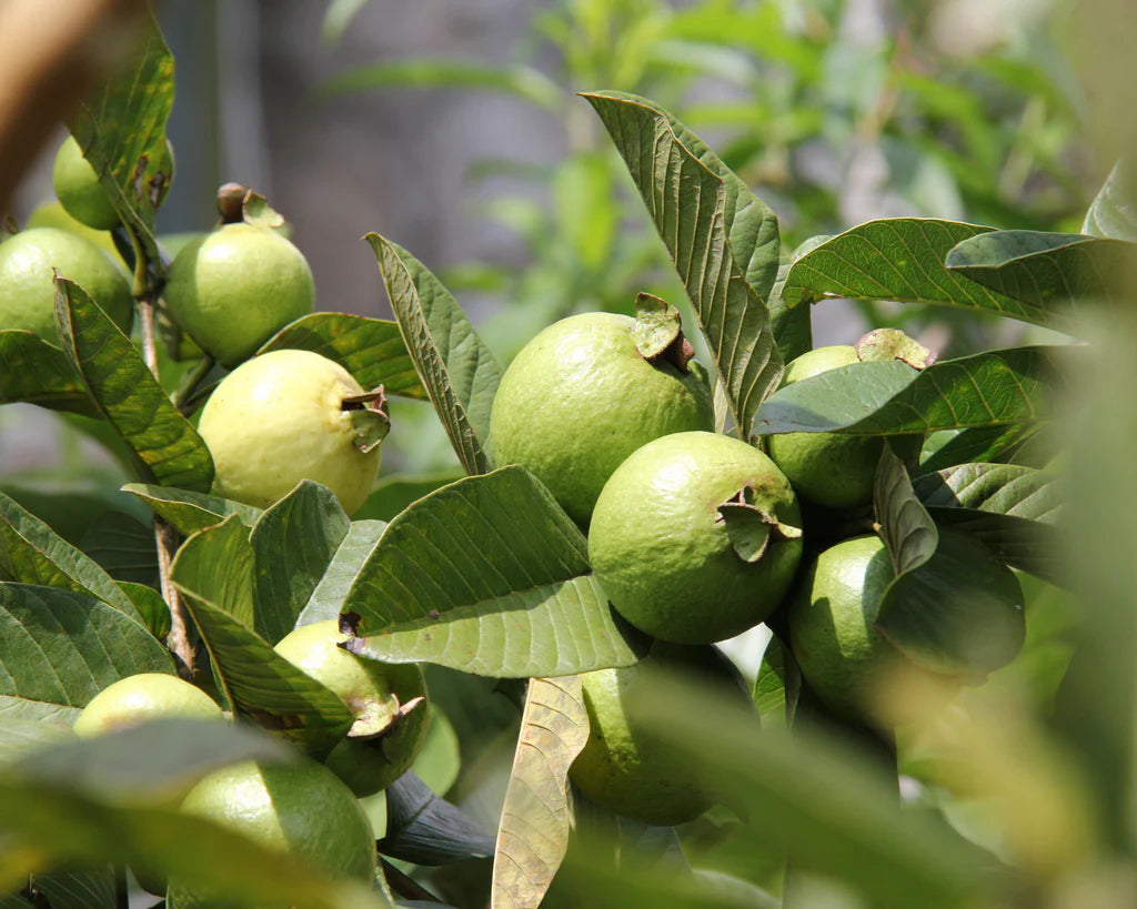 Cortibel 1 Guava Air Layered Healthy Fruit Plant