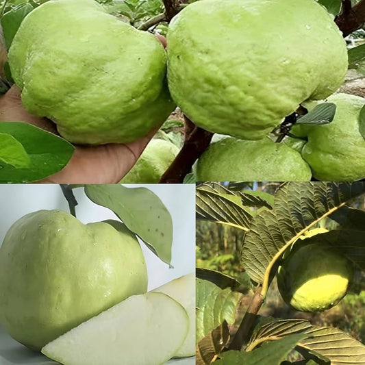 Cristal Guava Air Layered Healthy Fruit Plant