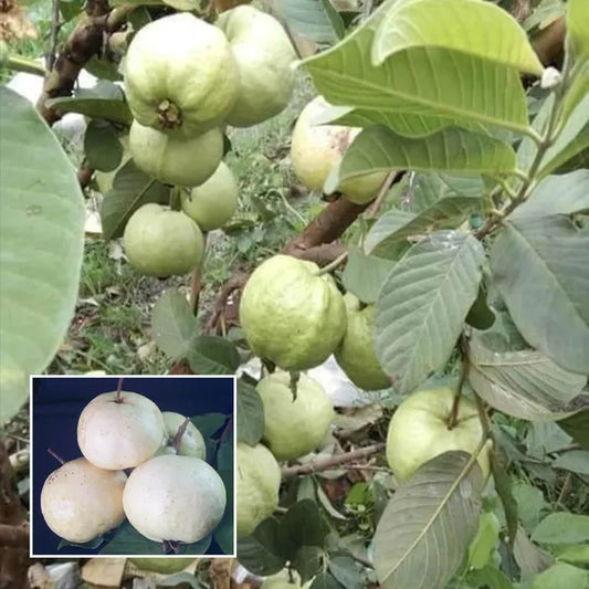 Crystal Seedless Guava Air Layered Healthy Fruit Plant