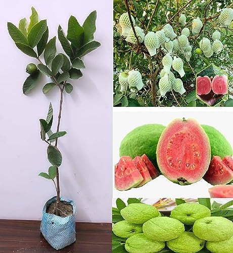 Cuban Pink Guava Air Layered Healthy Fruit Plant