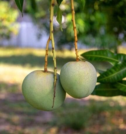 Cushman Mango Aam Grafted Healthy Fruit Plant