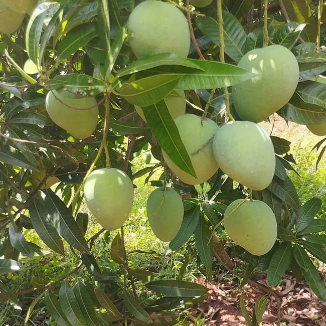 Cushman Mango Aam Grafted Healthy Fruit Plant