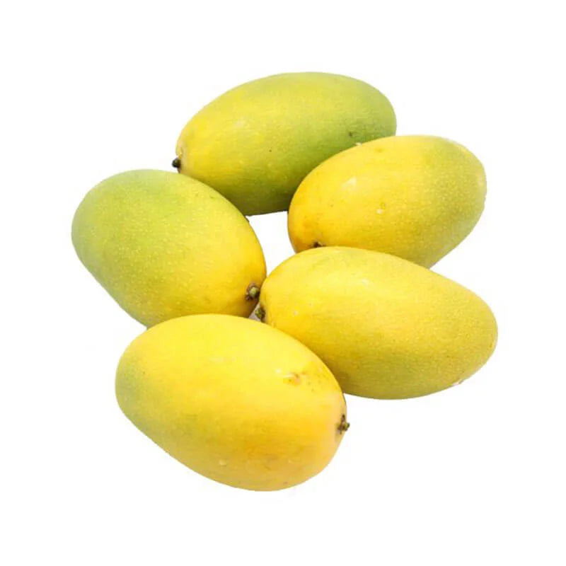Dabber Mango Aam Grafted Healthy Fruit Plant