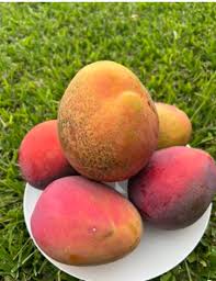 Davis Haden Mango Aam Grafted Healthy Fruit Plant